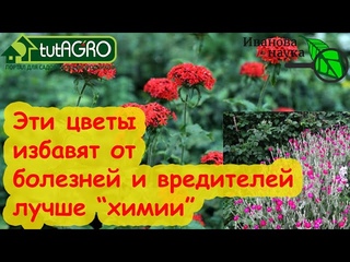 ЭТОТ ЦВЕТОК ЕЩЕ МОЩНЕЕ БАРХАТЦЕВ! Посадите его и забудете о болезнях и вредителях в саду и огороде.
