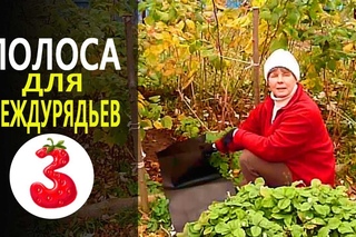 ЗАЩИТНАЯ ПОЛОСА ДЛЯ МЕЖДУРЯДЬЕВ чистые и ухоженные грядки на несколько сезонов