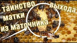 Процесс выхода матки из маточника.