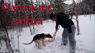 Охота на неправильного Зайца!!! Заяц не бегал кругами! Кировская область.