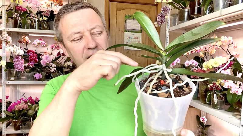 КАК ОМОЛОДИТЬ орхидею с воздушными корнями орхидеи и