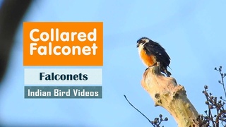 The Collared Falconet (Microhierax caerulescens) - Indian Bird Videos