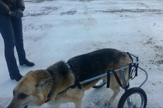 Инвалидные коляски для пожилых собак Animal Mobile