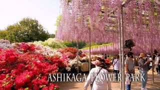 New Camera Debut-1Japanese wisterias of Ashikaga Flower Park 2022. #
