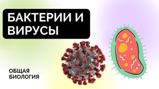 Признаки царства Бактерии. Вирусы | Курс ЕГЭ 2024