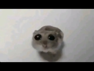 sad hamster