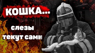 КОШКА - Стихотворение которое разрывает душу!