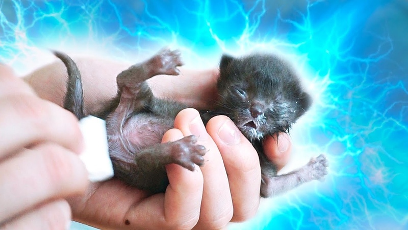 Спасение новорожденного котенка. Saving the newborn kitten ( English subtitles),