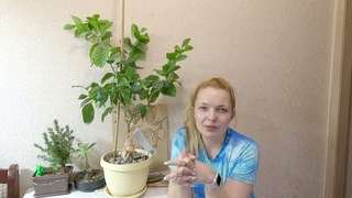 Подготовка цитруса к весне. Воздушная отводка, пересадка, внесение удобрения.