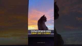 Сколько времени кошка помнит своего хозяина