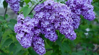 Relaxing Piano and Instrumental Awakening Scents of the Flowers of the Botanical Garden