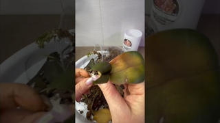 237. Не мы живем ради орхидей. ПРАВИЛА ухода за орхидеями #ОрхидеиДляНачинающих #РеанимацияОрхидей