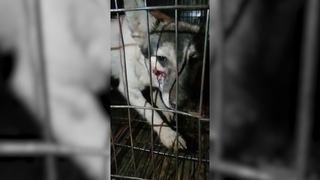 Волгоградские волонтеры требуют найти живодеров, устроивших собачий ад