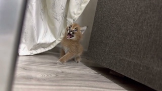 Котенок потерялся