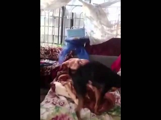 Собака сосет сама себе