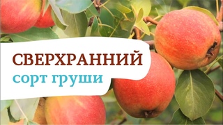 Груша Красуля. Просто красавица и настоящая отличница по вкусу