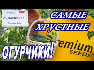 Огурец Хрустяшка F1.    Мы хрустим и понимаем, что Хрустяшку обожаем!