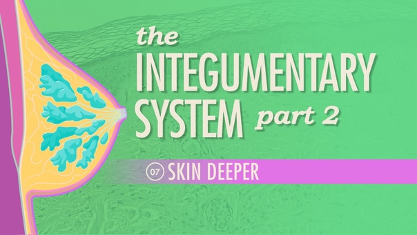 The Integumentary System, Part 2 Skin Deeper: Crash Course AP,