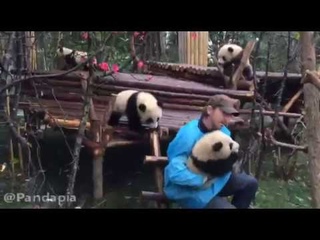 20170221 Lee Pace with Pandas 05 Play time!