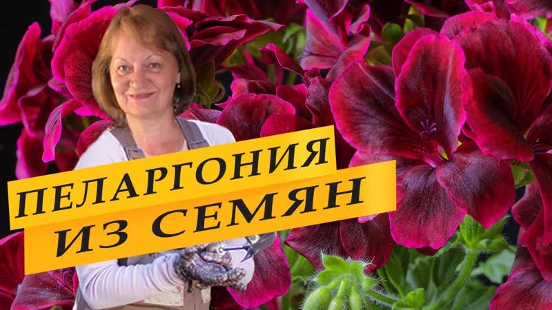 Пеларгония из семян, посев на рассаду в ноябре для раннего