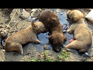 Три крошечных щенка увязли в тягучей смоле и долгие часы звали на помощь..