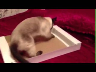 Охуш эти кошки