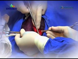 Gastrostomia en Canis familiaris