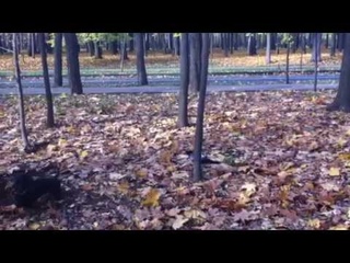 Такса и ворона