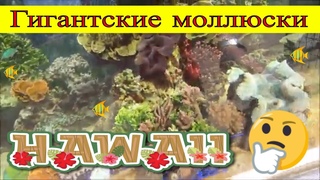 Здесь живут гигантские моллюски | Вайкики Аквариум  в Гонолулу | Оаху, Гавайи (часть 2)