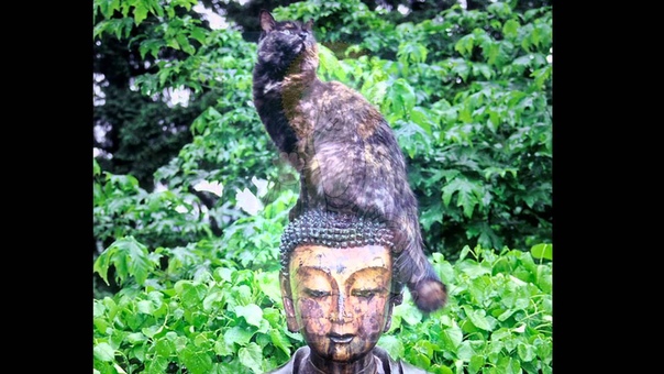 Buddha Cat Everyone Wants to be a Cat Aristocats 720p