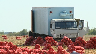 Волгоградские овощеводы собрали более 100 тысяч тонн лука
