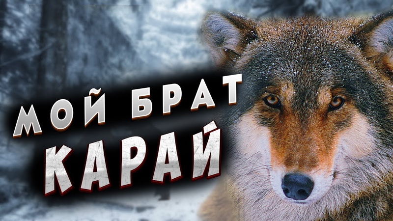 О Такой Волчьей Преданности Можно Только