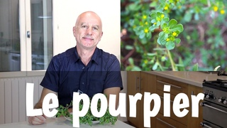 Pourpier sauvage : super aliment et proprits mdicinales