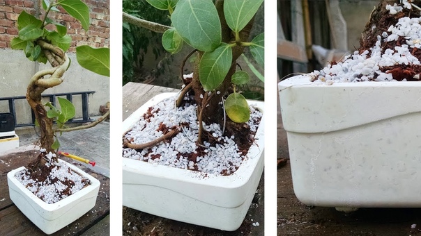 How to Make a Bonsai Pot BEAUTIFUL, White