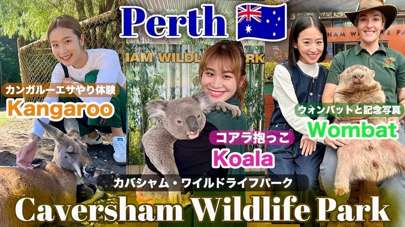 念願のコアラ抱っこ Perth Caversham Wildlife Park , Australia,