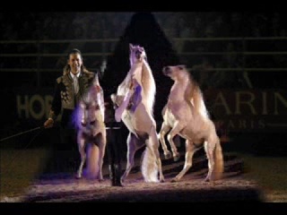 Tribute to Templado (Cavalia)