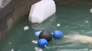 Вот и Белка прыгнула в воду, а Герда только пытается, но никак не решится