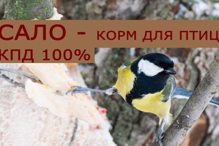 Сало для подкормки птиц