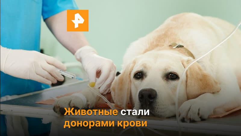 Животные доноры