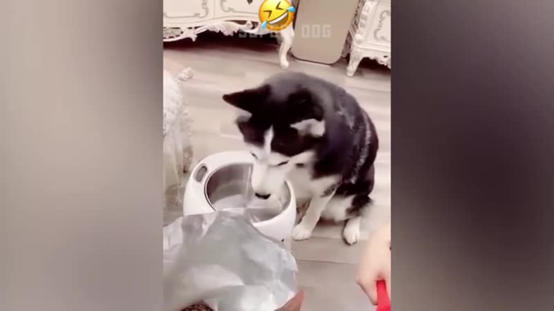 Super Dog Dog Reaction to Cutting Cake Funny Dog Cake Reaction Compilation, Super
