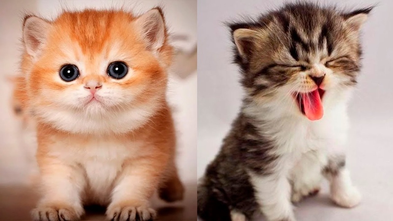 Baby Cats Cute and Funny CAT VIDEOS Compilation Cats to Keep You