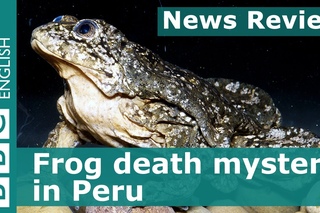 19. BBC News Review: Frog death mystery in Peru