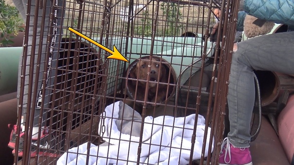 Scared homeless Pit Bull hides in a tiny pipe for many weeks until Hope For Paws was