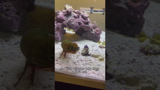 WHY DOESNT MY MANTIS SHRIMP EAT HIS FISH FRIEND