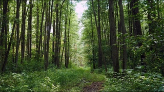 Magic forest. Live sounds of nature 3 hours. White noise for relax, nervous system restoration.