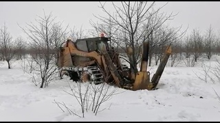 Профессиональная пересадка крупномерных деревьев от компании  Сервис БиС