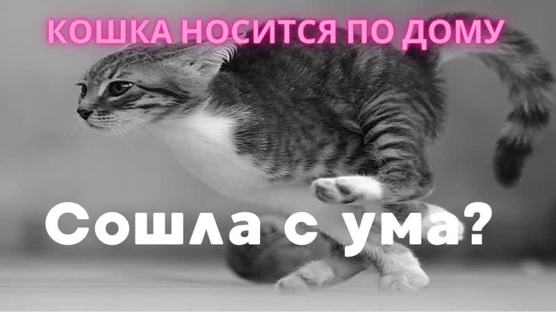 Сошла с ума Почему кошка носится по дому. Одна из