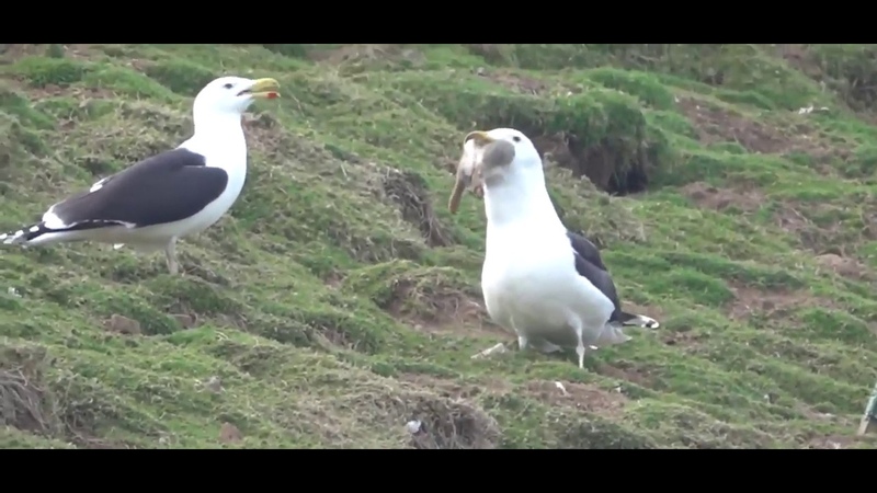 Seagull Swallows a Whole Rabbit on Welsh