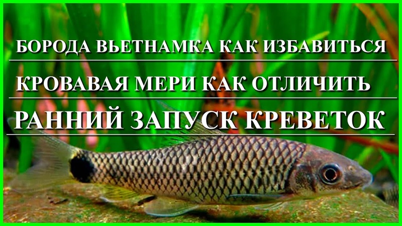 борода вьетнамка кровавая мери отличие запуск