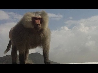 Встреча с милыми обезьянками🐒Горные гамадрилы-бабуины